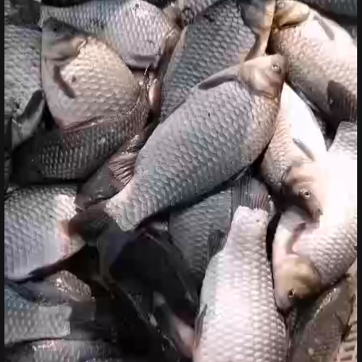 沭阳县 出售各种鱼苗
