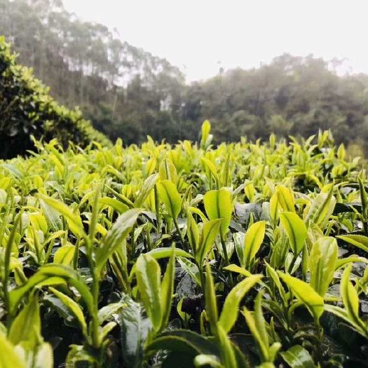 昭平县 绿茶