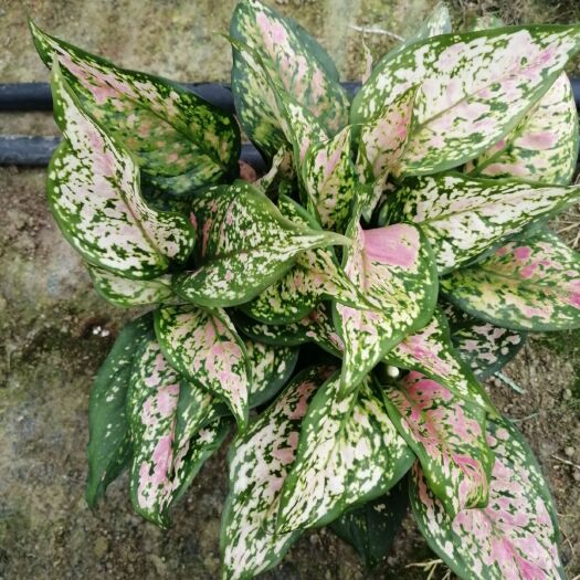 漳平市如意菊盆栽 ，信誉第一