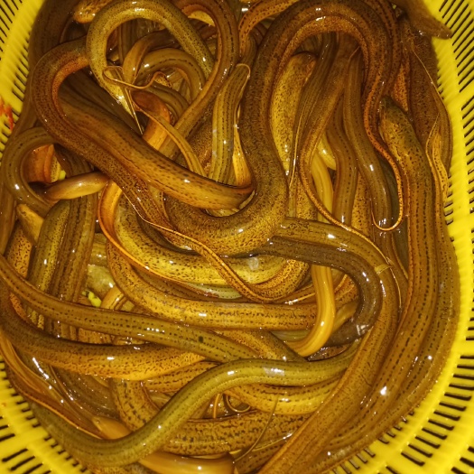 重庆市黄鳝 鳝鱼