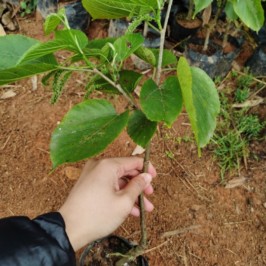 灵山县 长果桑苗