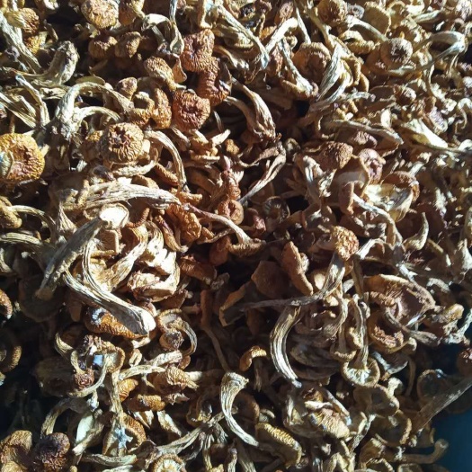 平泉市蘑菇 产地直销，精品滑子菇