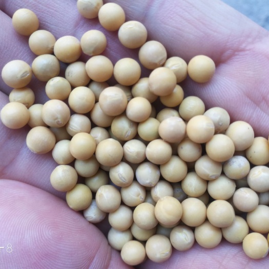 中牟县芽豆，东升一号芽豆690芽豆普通芽豆