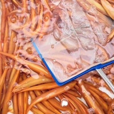 沭阳县 出售各种鱼苗，