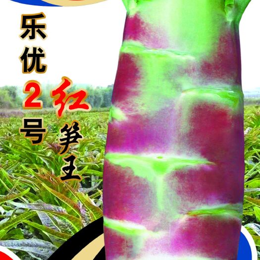 山丹县莴笋种子  乐优2号红笋王