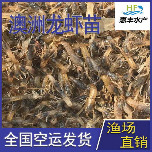 广州 澳洲龙虾苗    优质快大     基地直销    全国发货