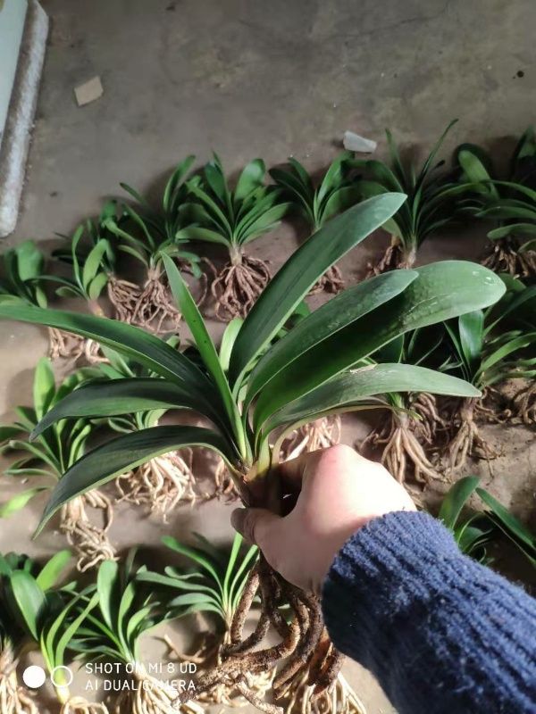 君子兰苗 君子兰    正宗鞍山8－10叶苗