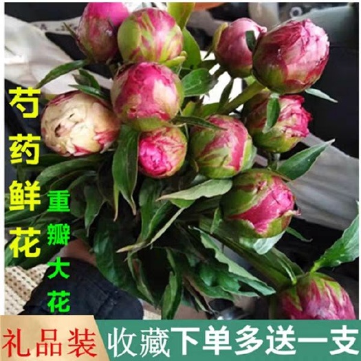 沈丘县 芍药花鲜花预订，美观净化空气除甲醛，4.20号发货芽苗现货