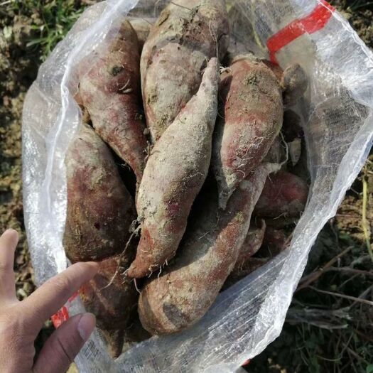 陆丰市红薯 次品西瓜红