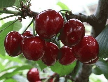 平邑县 嫁接樱桃苗果树苗盆栽地栽樱桃树苗车厘子苗南北方种植苗当年结果