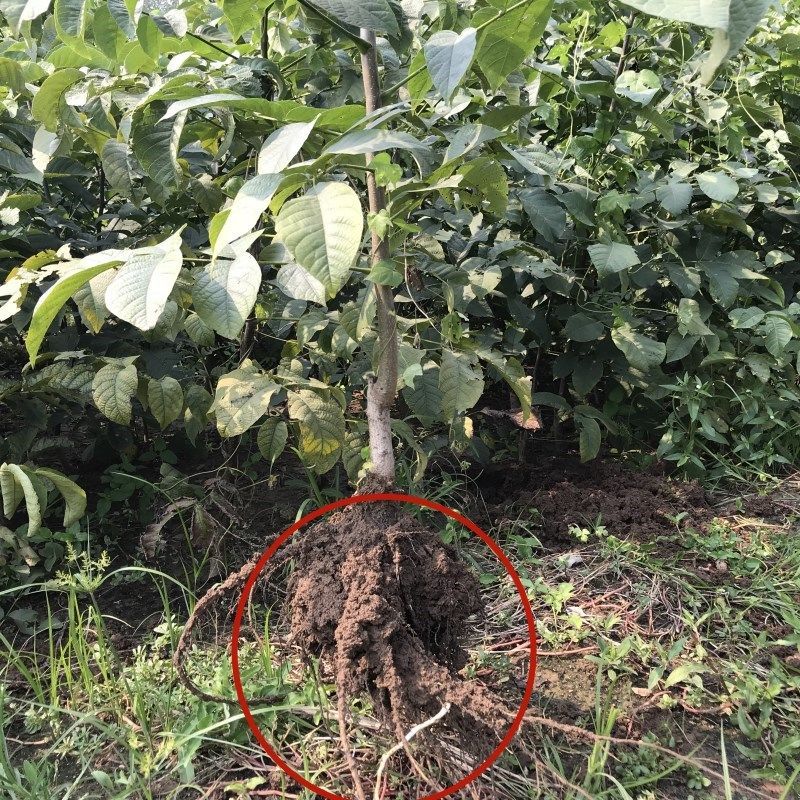  8518核桃苗 基地直销 现挖现发 包品种包成活 死苗补发