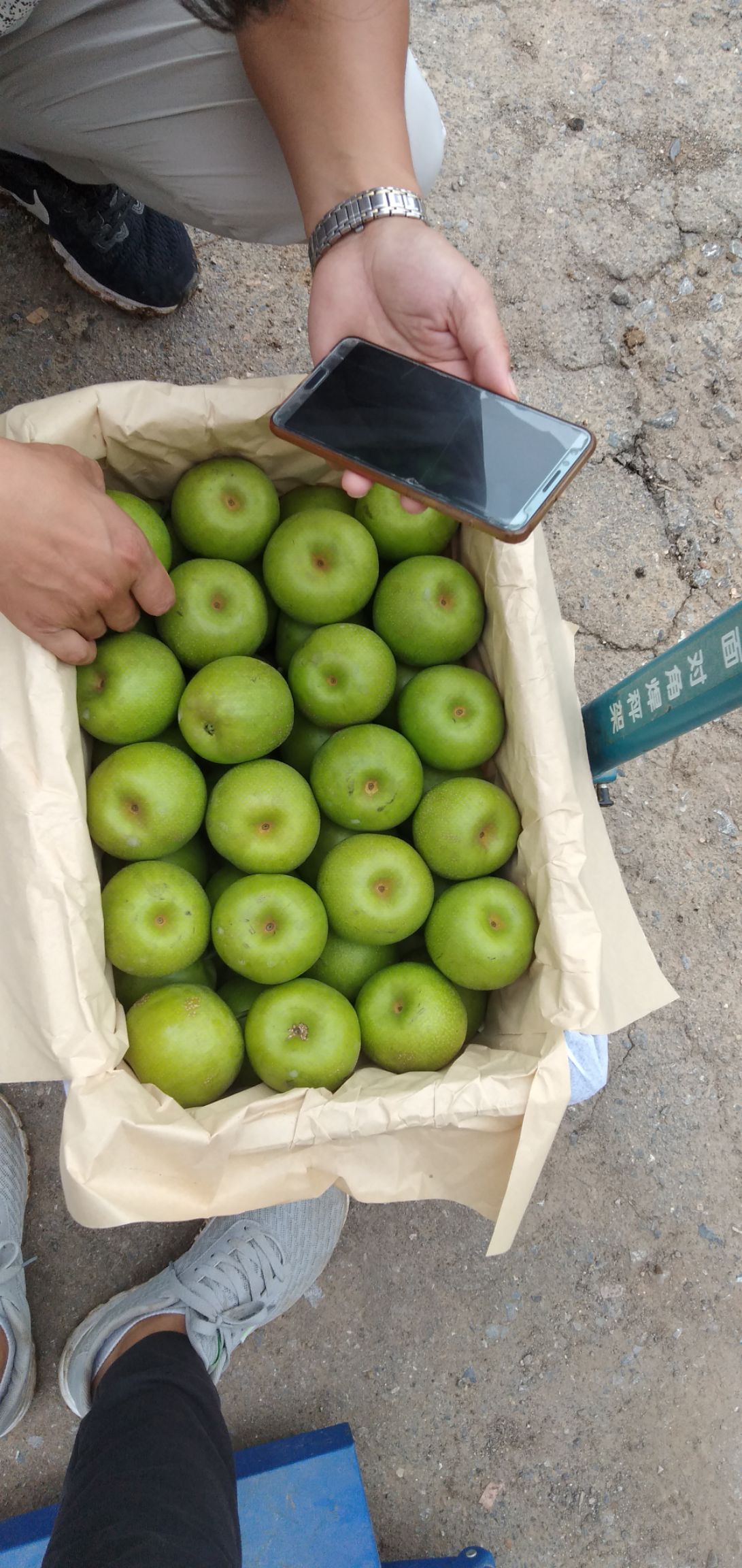 翠冠梨，肉嫩，汁多，甜而不腻