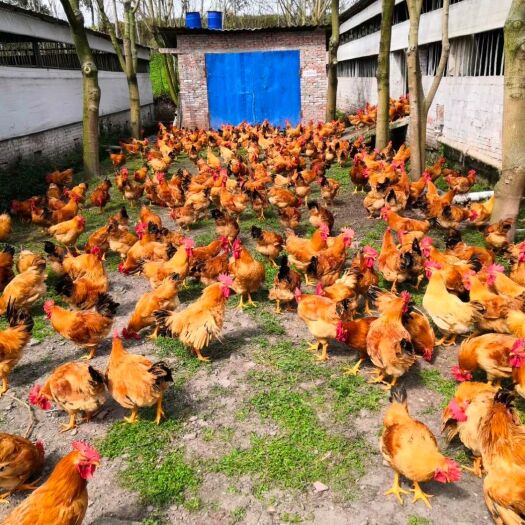 重庆市 红冠乌皮公鸡，每天早上杀好，重庆可送货