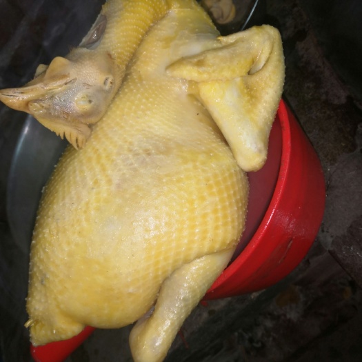 梅州鸡肉类 简加工