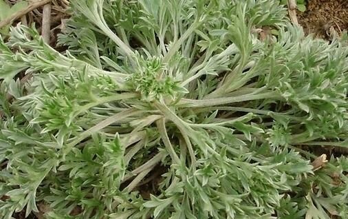 临猗县 2020春季新货农家蒸菜尝鲜白蒿菜100g包邮