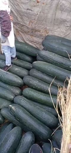 英德市 黑皮吊冬瓜，本人诚信代办，主要经营黑皮冬瓜，自有种植十余多年