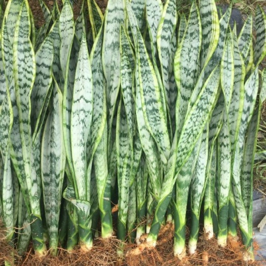 洛阳虎皮兰 金边兰多肉植物室内花卉盆栽绿植客厅办公室吸甲醛
