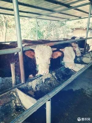 渑池县 正宗家养牛