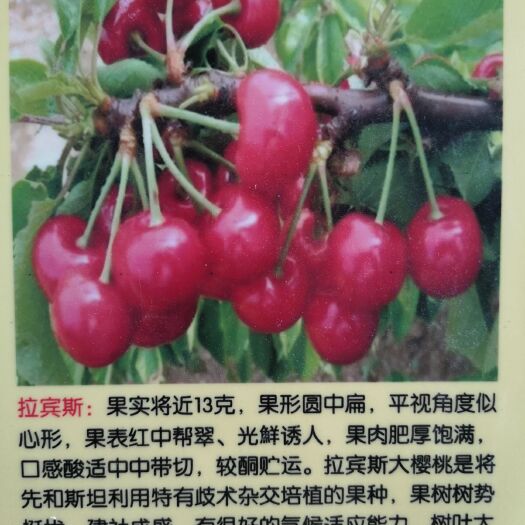 泰安 樱桃苗品种全