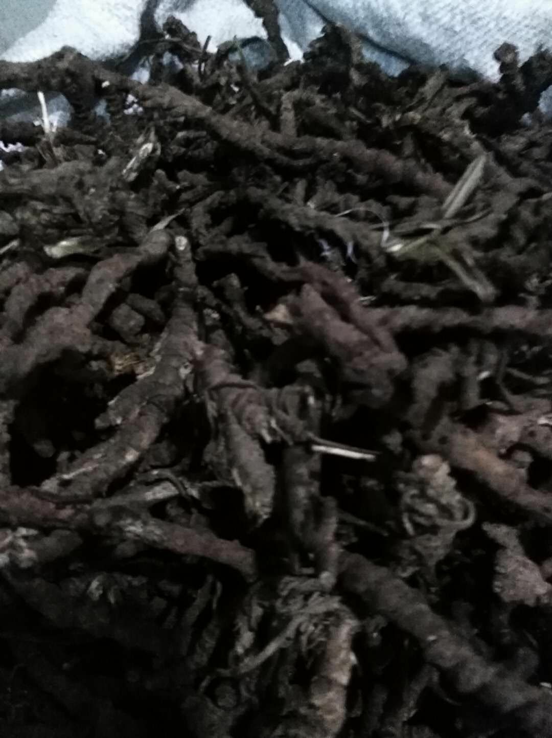 江西石菖蒲干货