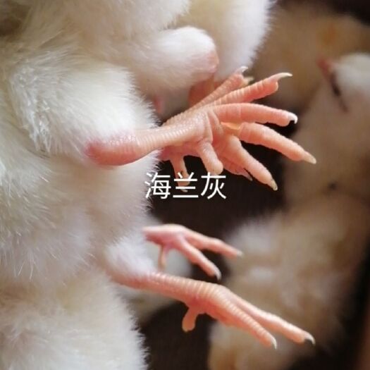 广州蛋鸡苗 海兰灰蛋鸡