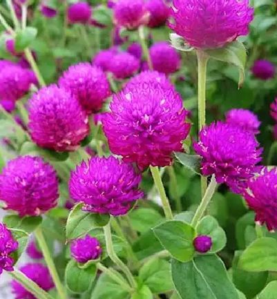 千日红种子千日红为苋科植物千日红