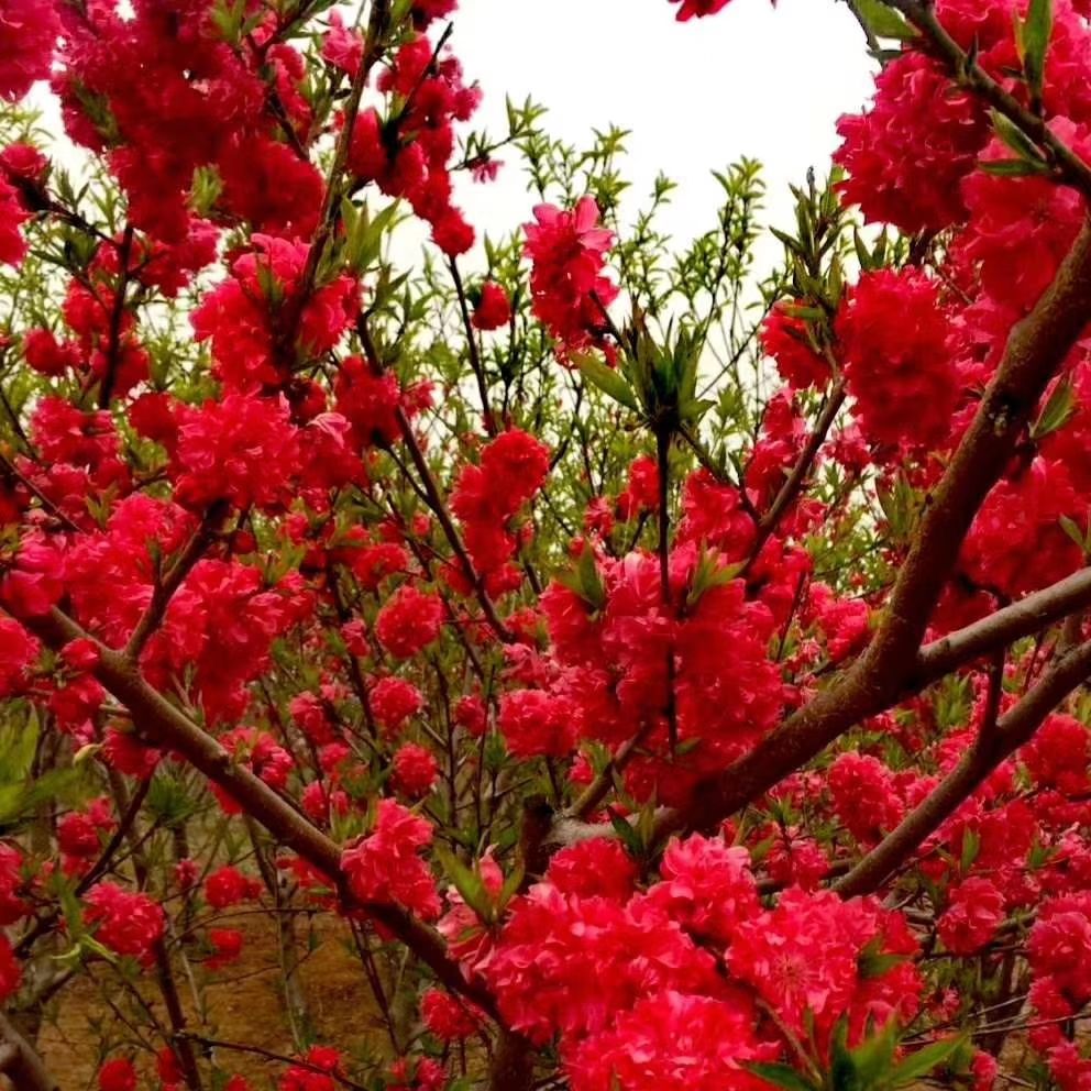 红叶碧桃，观赏性桃红花，花色漂亮绿化专用，基地直销。