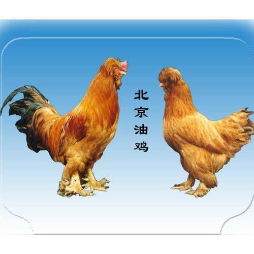 南宁 北京油鸡苗 宫廷鸡苗