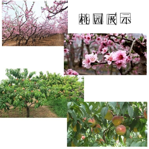 砀山县 砀山县农家自制黄桃罐头，鲜果制作，产地一件代发