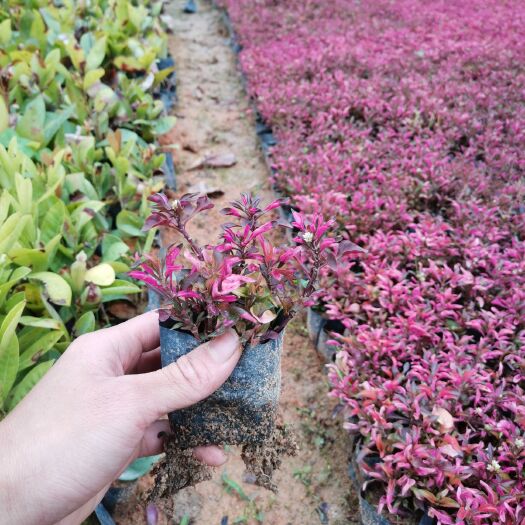 大叶红  自家专业培育三斤袋小叶红草（随时有货）