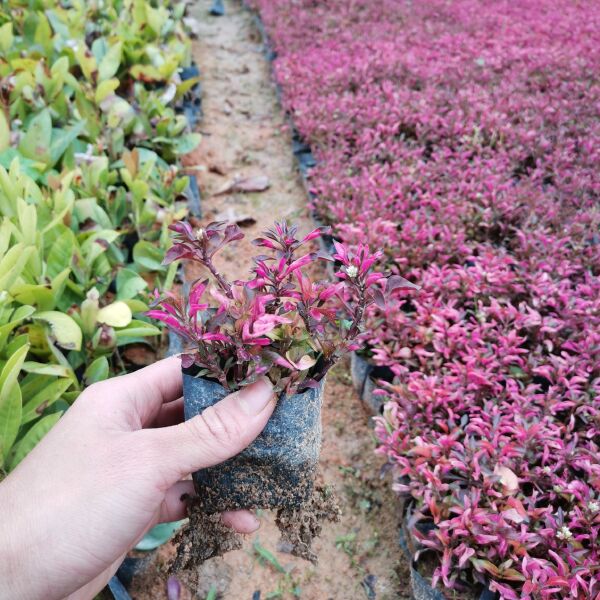 大叶红  自家专业培育三斤袋小叶红草（随时有货）