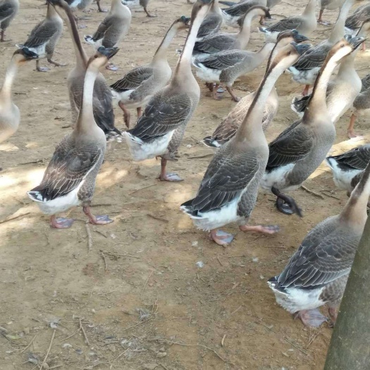 阳江马岗鹅 8-10斤 统货 全散养