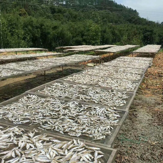 四会市山坑鱼仔 无污染的坑鱼
