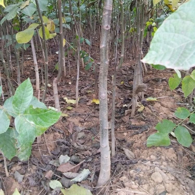  8518核桃苗 基地直销 现挖现发 包品种包成活 死苗补发