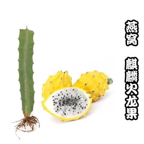 灵山县 广西正宗燕窝火龙果苗麒麟果黄龙无刺火龙果苗盆栽果树苗嫁接结
