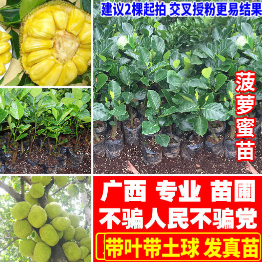 灵山县 嫁接菠萝蜜苗南方北方种植四季菠萝蜜树苗马来西亚菠萝蜜