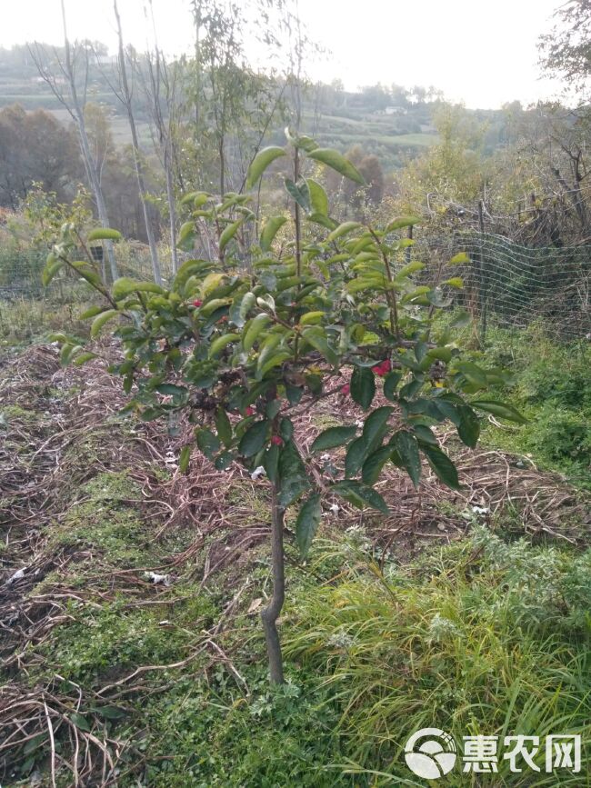 青香木 三生抖（镇宅之樱木）