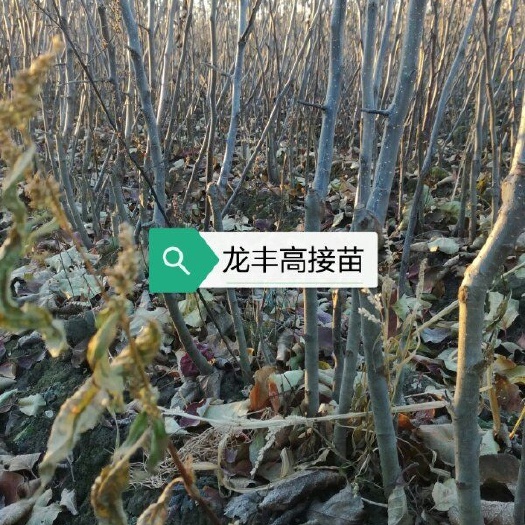 宝清县龙丰苹果苗 2020春季龙丰苗火热预订中。诚信第一。