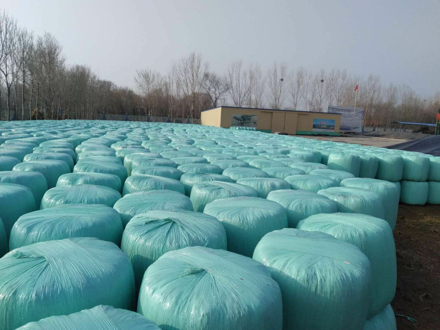 玉米秸秆  养殖户的