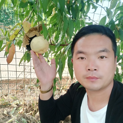 涡阳县秋彤桃树苗 1~1.5米