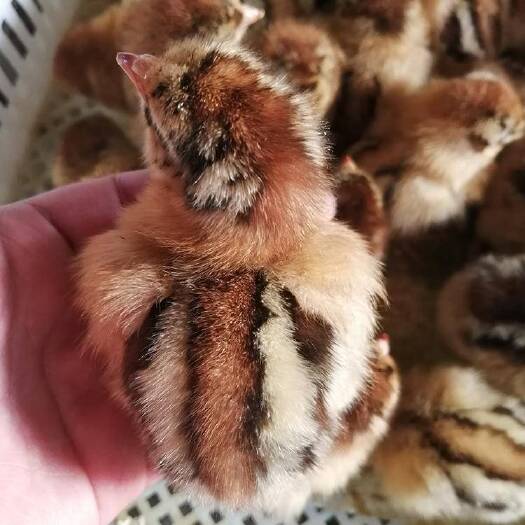 南宁 新陂麻鸡苗