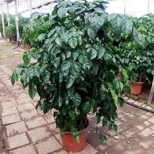 湛江海南菜豆树 湛江市麻章区湖光镇绿宝种植基地大量供应幸福树盆栽