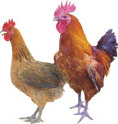 南宁 金陵麻鸡苗