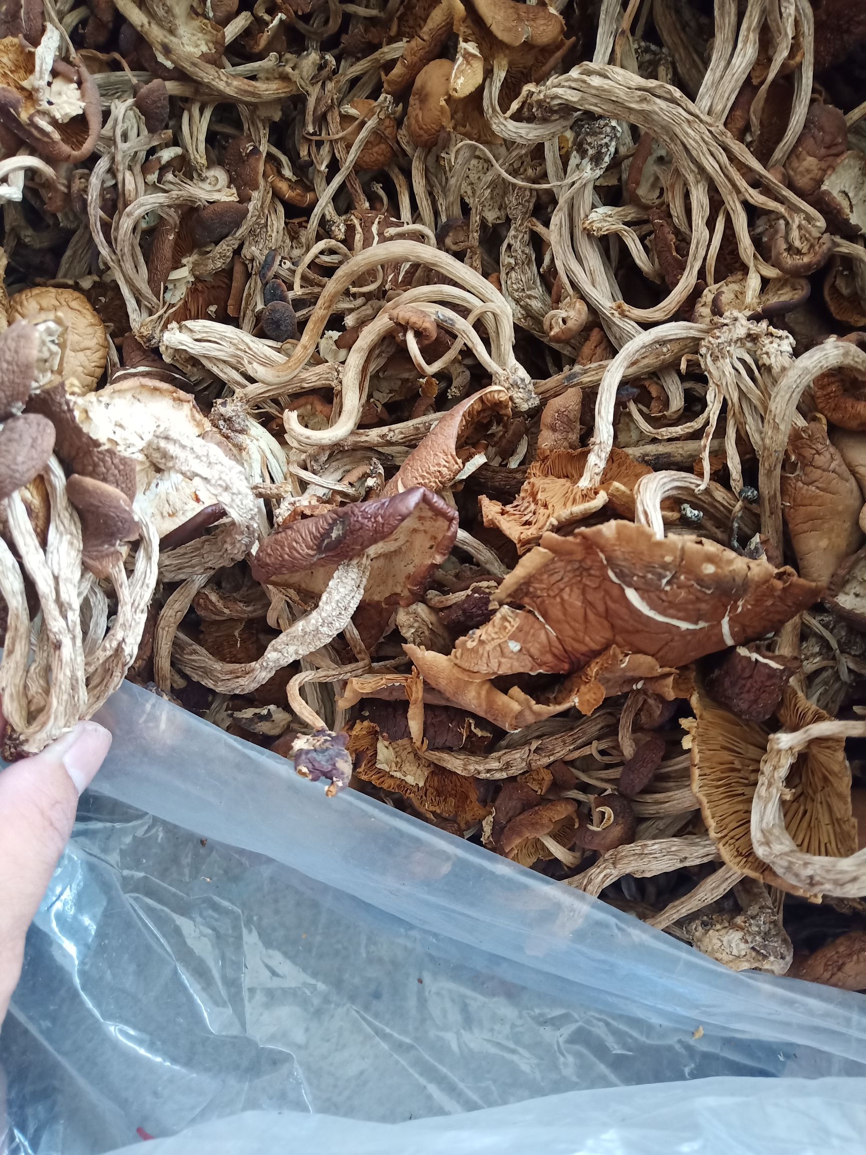 开伞5号茶树菇江西省广昌产地批发