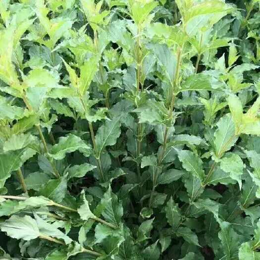 开原市锦带花  批发红王子锦带 60－150公分高红王子绿化工程苗