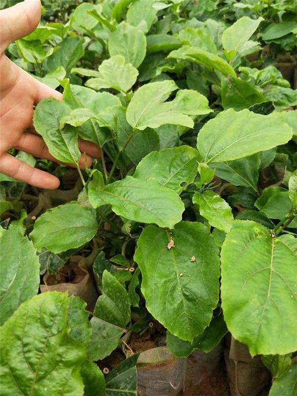  紫香百香果苗