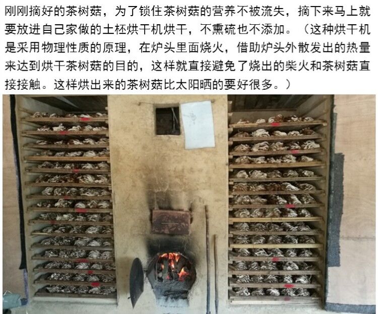 开伞5号茶树菇江西省广昌产地批发
