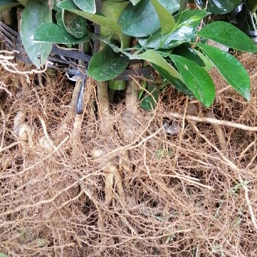 富川县 大量供应纯沃柑苗、特早日南一号，根须好，有需要的可以下单！