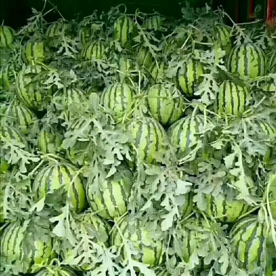 麒麟西瓜 产地直销，一流的货源
