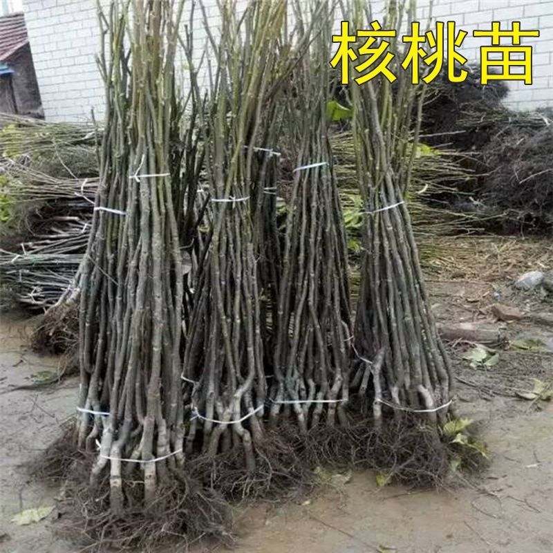  8518核桃苗 基地直销 现挖现发 包品种包成活 死苗补发